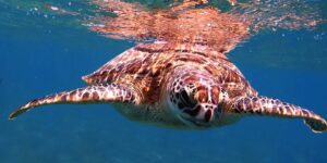 Full-Day Snorkeling Trip and Swimming with Turtles and Dugongs from Hurghada