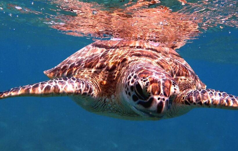 Full-Day Snorkeling Trip and Swimming with Turtles and Dugongs from Hurghada